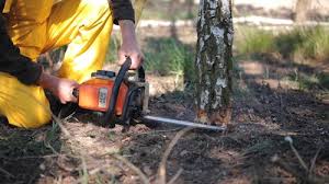 Best Tree Mulching  in Bowmanstown, PA