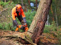 Bowmanstown, PA Tree Care Company