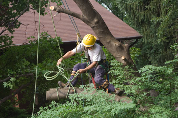 Best Pest Control for Lawns  in Bowmanstown, PA