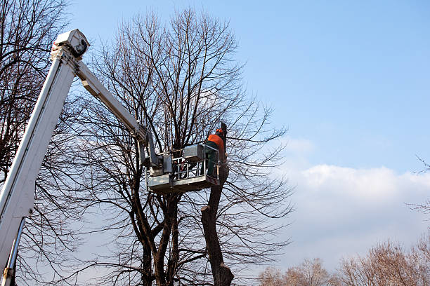 Best Tree Health Inspection  in Bowmanstown, PA